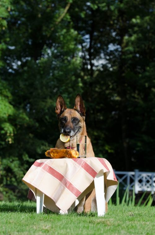 malinois belgian shepherd dog picnic