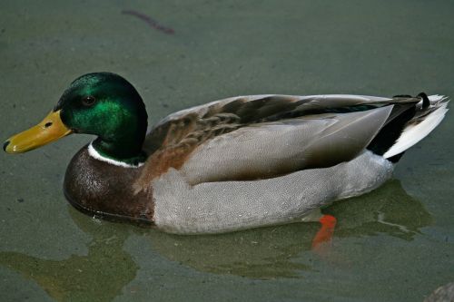 mallard duck water bird