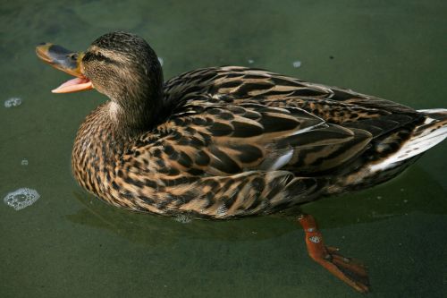 mallard duck bird