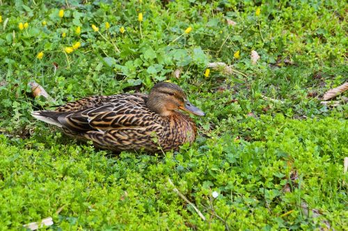 mallard duck meadow