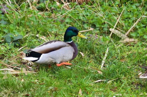 mallard drake meadow