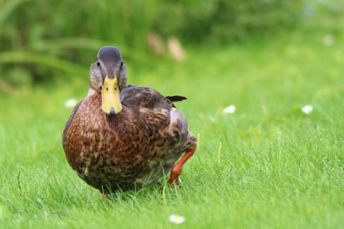 mallard duck spring meadow