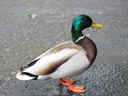 mallard duck bird