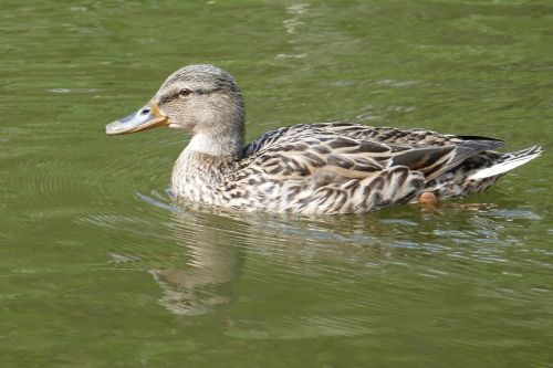 mallard female water