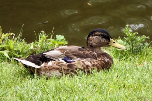 mallard duck meadow