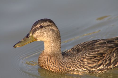 mallard duck waterfowl