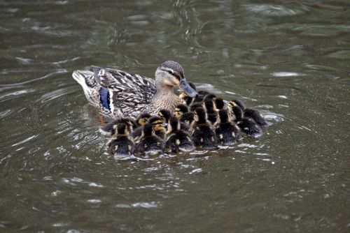 mallard chicks pond