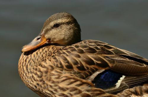 mallard duck female mallard