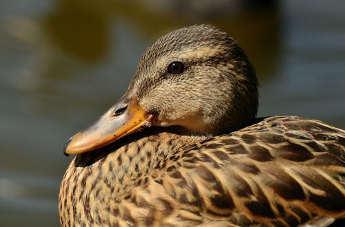 mallard duck female mallard