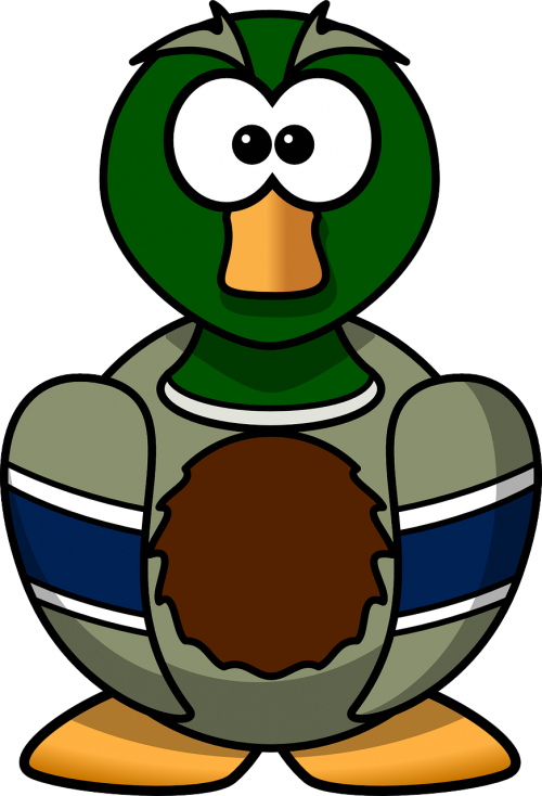 mallard bird duck