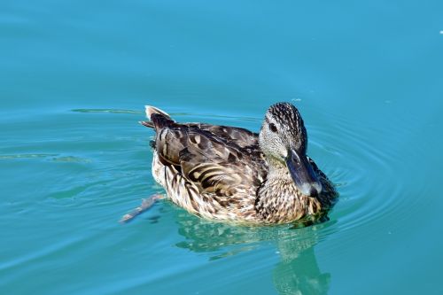 mallard water animal