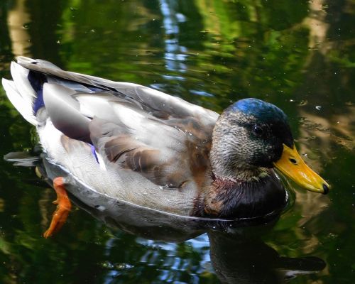 mallard males duck
