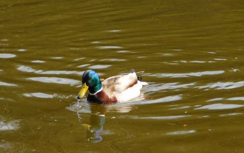 mallard swim water bird