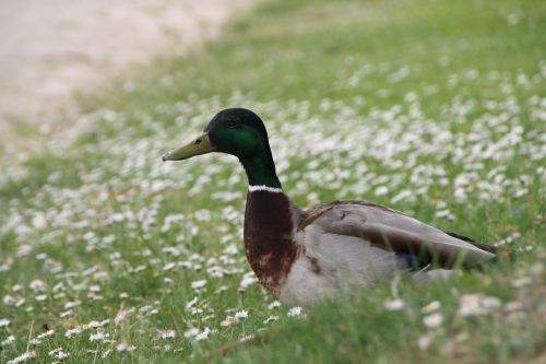 mallard drake meadow