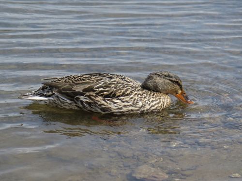 mallard duck swimming