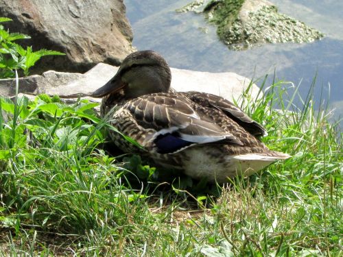 mallard duck females water bird