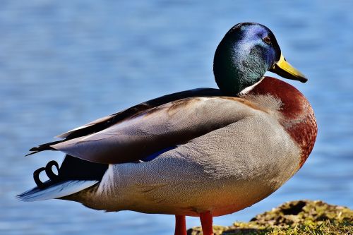 mallard water bird duck
