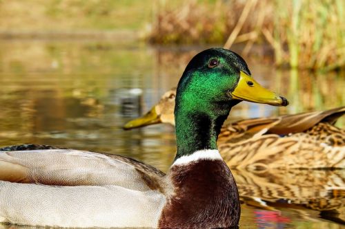 mallard anas platyrhynchos water bird