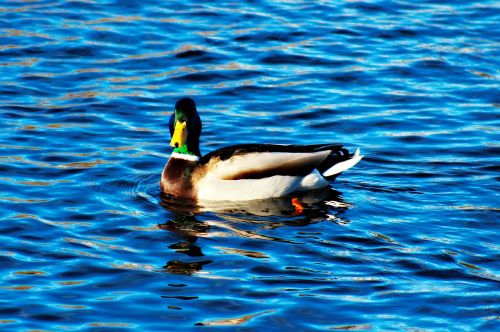 mallard water spring