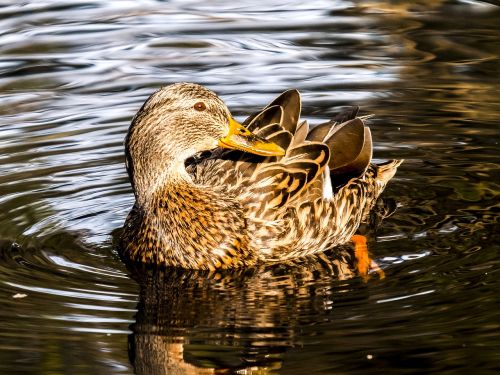 mallard duck water bird