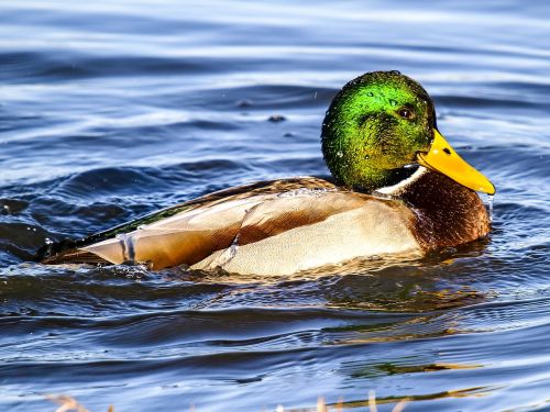 mallard duck water bird