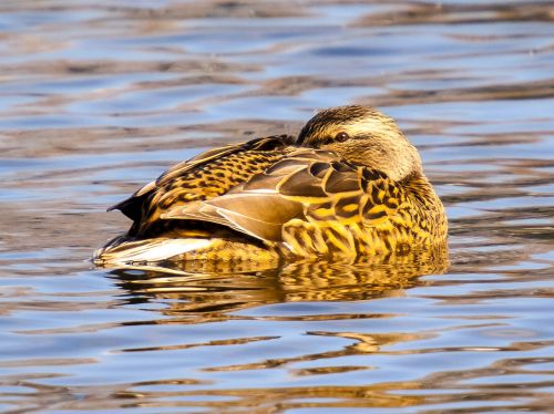 mallard duck bird