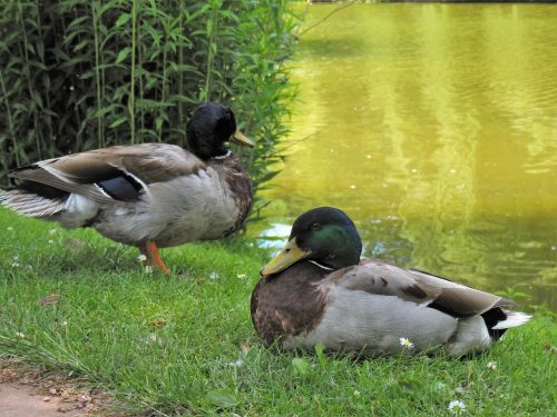 mallard duck water bird