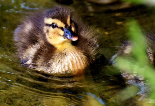 mallard chicks baby