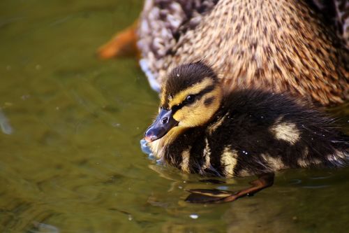 mallard chicks baby