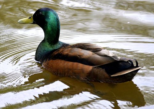 mallard water duck
