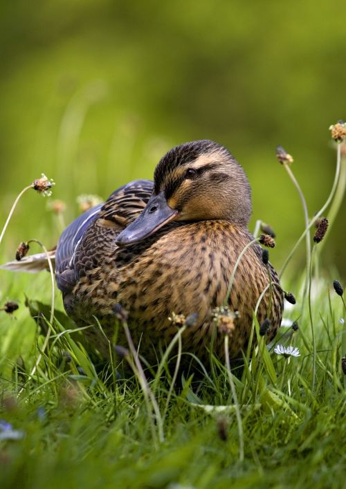 mallard duck nature