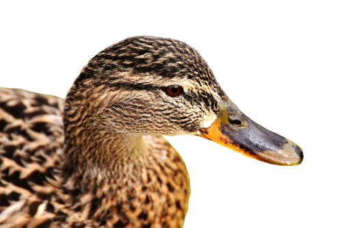 mallard bank pond