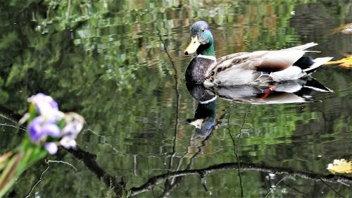 mallard duck reflection