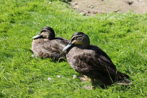 mallard pair bird