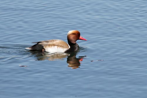 mallard duck water bird