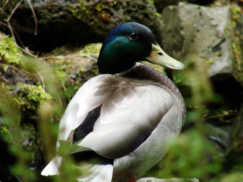 mallard duck nature