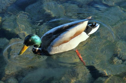 mallard drake duck