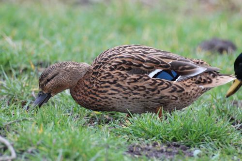 mallard ducks animals