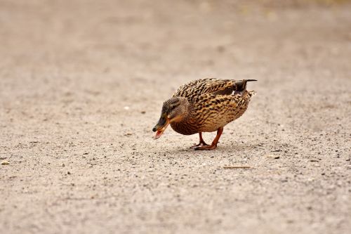 mallard cute nature