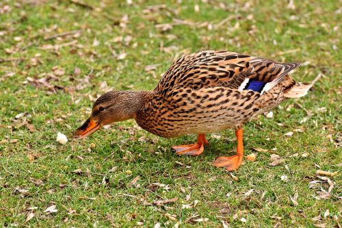 mallard cute nature