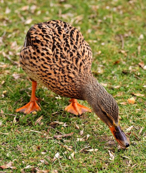 mallard cute nature