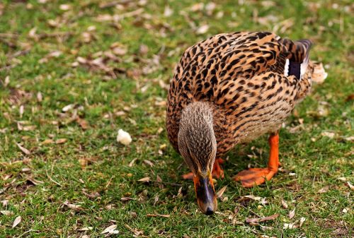 mallard cute nature