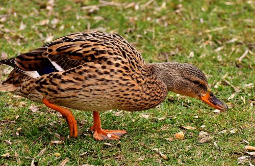 mallard cute nature