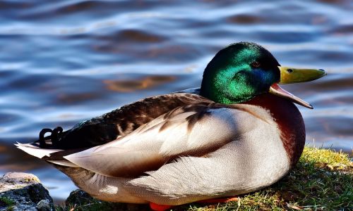 mallard drake water bird