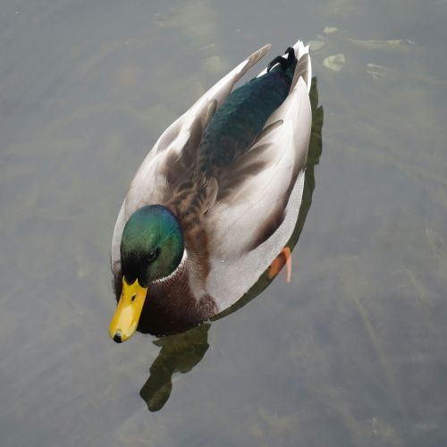 mallard duck female