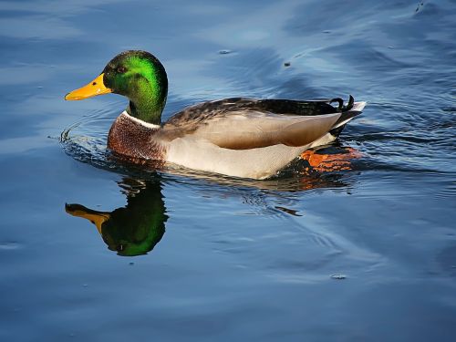 mallard duck waters