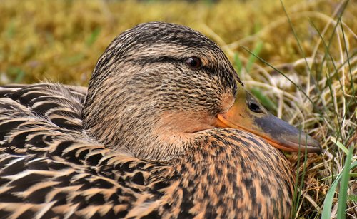 mallard  cute  nature