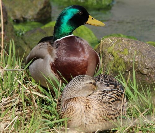 mallard anas platyrhynchos duck