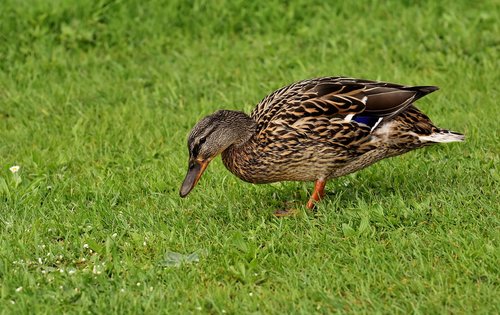 mallard  cute  nature