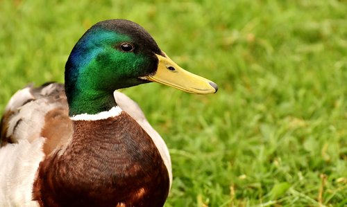 mallard  males  water bird